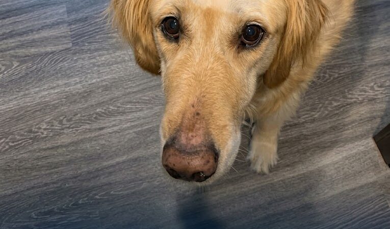 THIS DOG BEAT CANCER THEN GOT THE STEAK DINNER HE DESERVED
