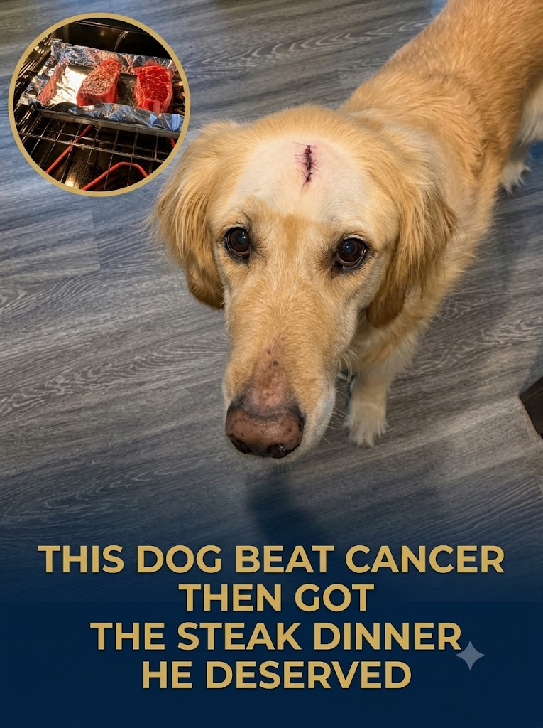 THIS DOG BEAT CANCER THEN GOT THE STEAK DINNER HE DESERVED
