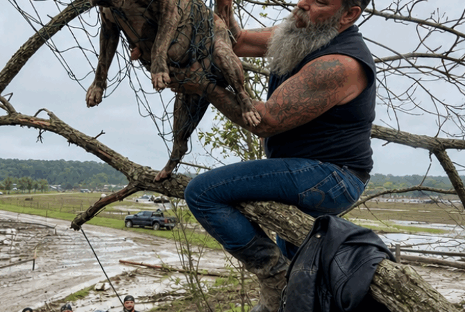 A Biker Rescued a Dog Trapped High in a Flooded Tree—Minutes Later She Gave Birth Inside His Leather Jacket