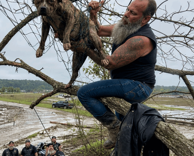 A Biker Rescued a Dog Trapped High in a Flooded Tree—Minutes Later She Gave Birth Inside His Leather Jacket