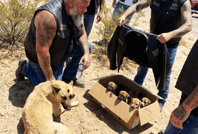 The Mother Dog Ran Ahead of Our Bikes Through the Desert — Then Collapsed Beside a Moving Cardboard Box (Part 2)