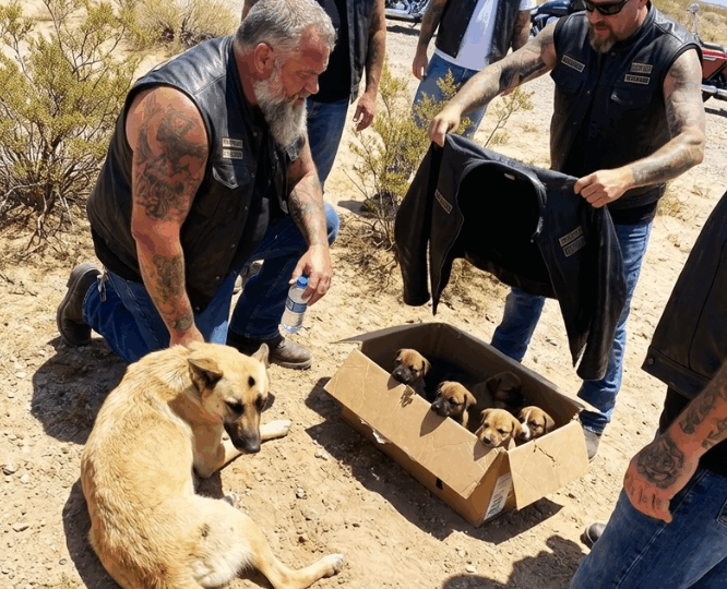 The Mother Dog Ran Ahead of Our Bikes Through the Desert — Then Collapsed Beside a Moving Cardboard Box (Part 2)