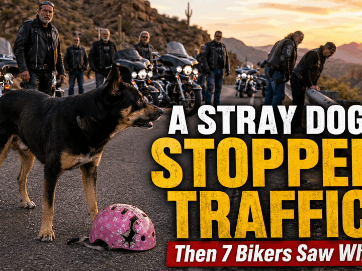 A Stray Dog Carried a Pink Helmet Into Traffic—Then Seven Riders Saw Where She Kept Looking