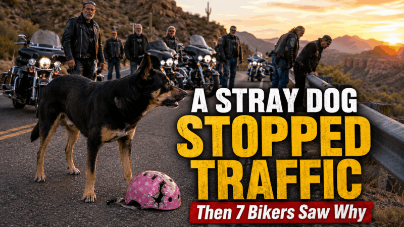 A Stray Dog Carried a Pink Helmet Into Traffic—Then Seven Riders Saw Where She Kept Looking