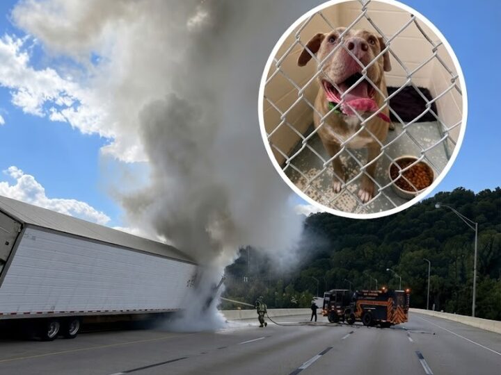 Truck Driver Killed in Fiery Interstate Crash; Loyal Dog Survives and Finds Her Way Back to Family
