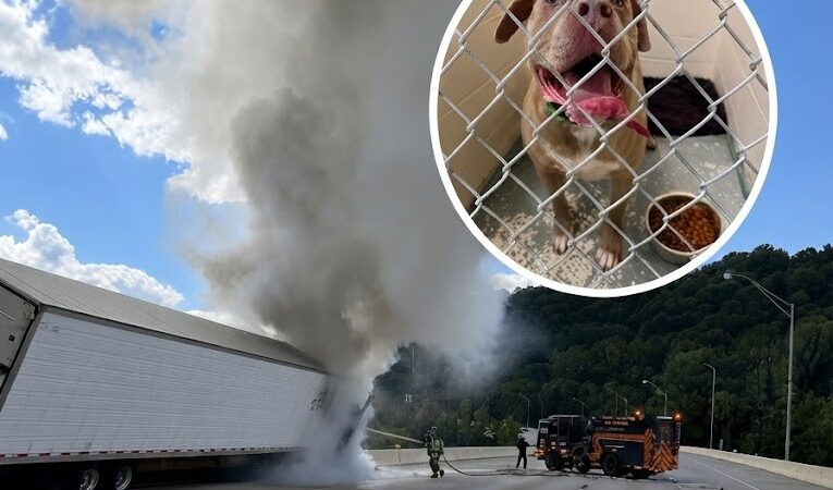 Truck Driver Killed in Fiery Interstate Crash; Loyal Dog Survives and Finds Her Way Back to Family