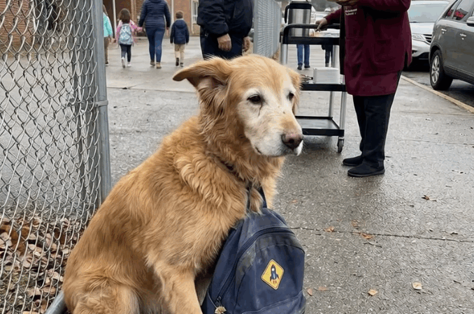An Elderly Vendor Watched a Dog Carry the Same Child’s Backpack to School Every Day for a Year — The Truth Behind It Broke an Entire Community’s Heart