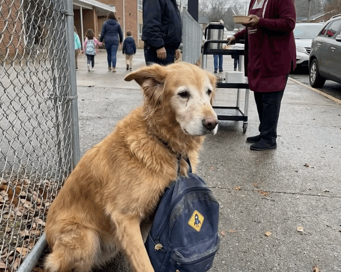 An Elderly Vendor Watched a Dog Carry the Same Child’s Backpack to School Every Day for a Year — The Truth Behind It Broke an Entire Community’s Heart